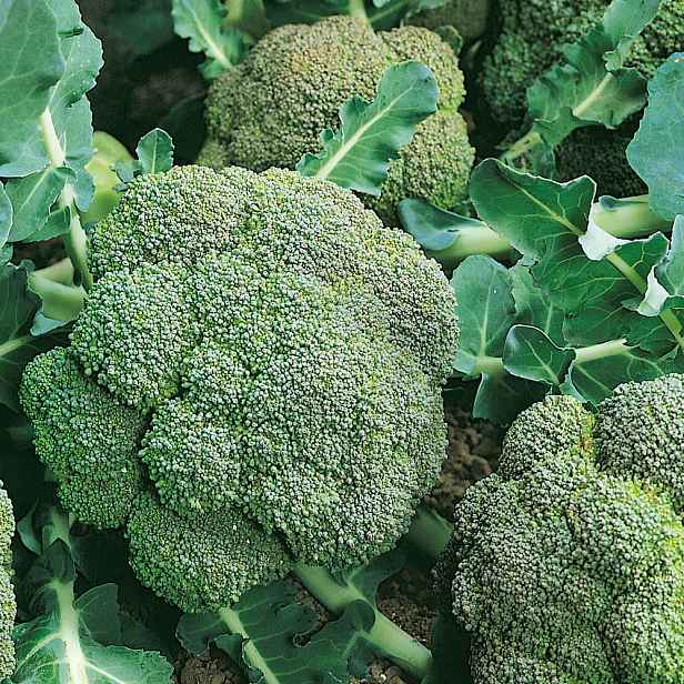 Culina Botanica Brokolice Ramoso