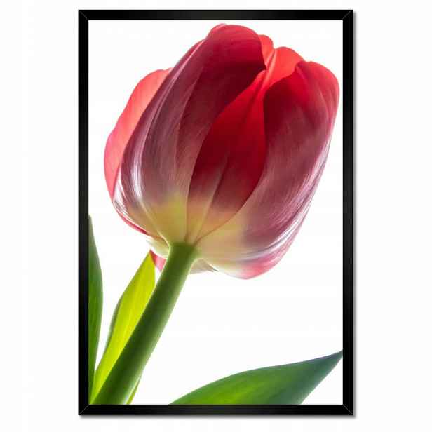 Plakáty v rámu 40x60 Červený tulipán Květina
