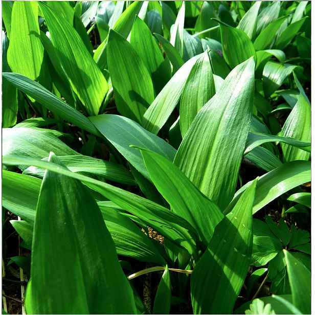 Culina Botanica Česnek medvědí