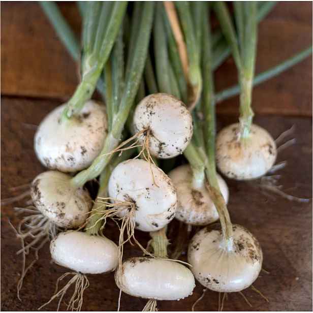 Culina Botanica Cibule Bianka di Magio