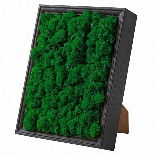 Obraz Z Mechu mech sobí chrobotek v dřevěném rámu 23x28 Živý Obraz