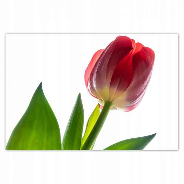 Plakáty 185x125 Červený tulipán Květina