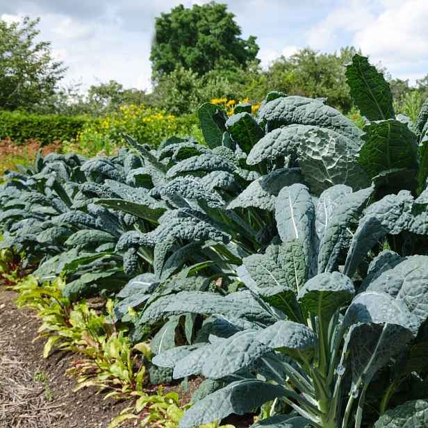 Culina Botanica Kadeřávek Toskánský