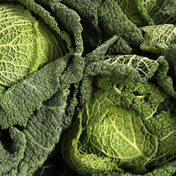 Culina Botanica Kapusta hlávková Předzvěst