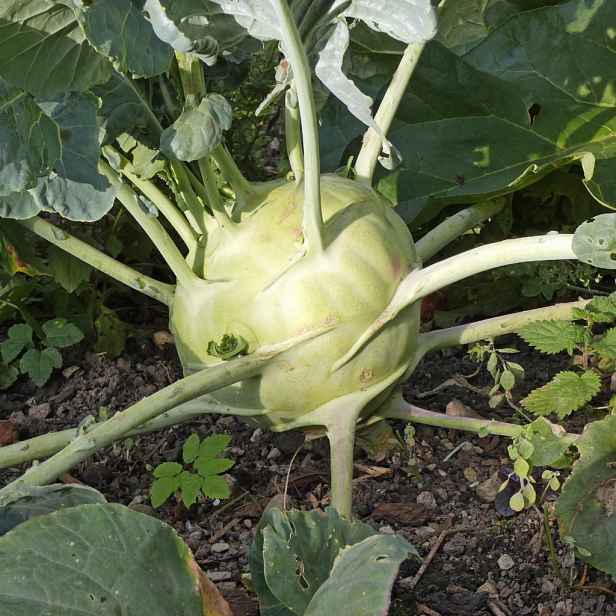 Culina Botanica Kedluben gigant