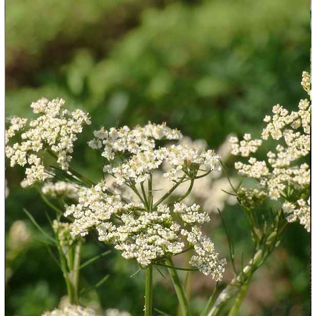 Culina Botanica Kmín český