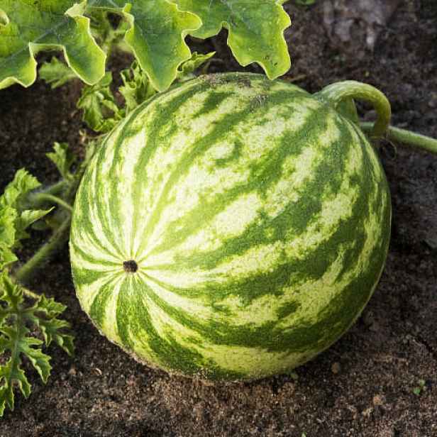 Culina Botanica Meloun vodní Jánošík