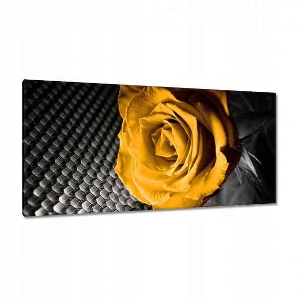 Obrazy 115x55 Žlutá růže