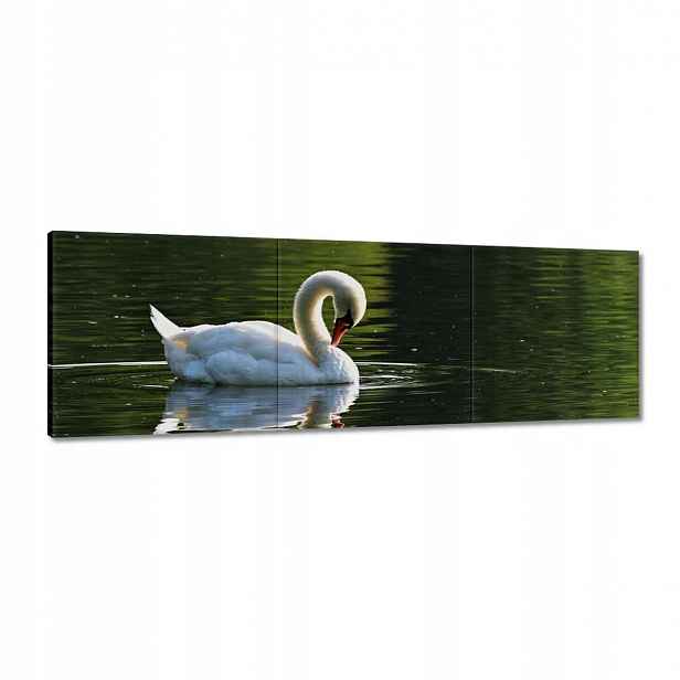 Obrazy 120x40 Labuť