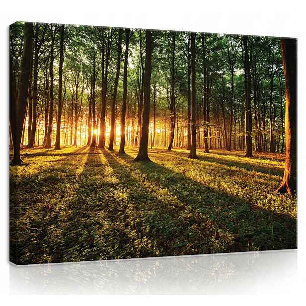 Obraz Na Plátně Canvas 80x60 Les Stromy Slunce