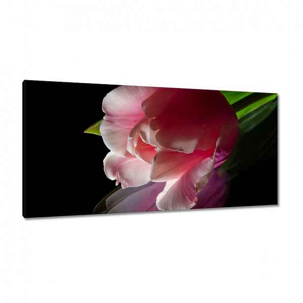 Obrazy 115x55 Růžový květ Tulipán