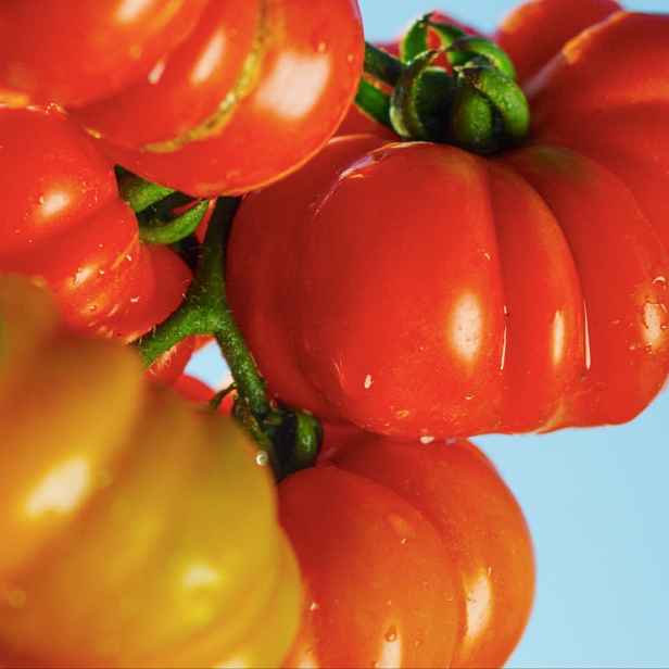 Culina Botanica Rajče Janovské