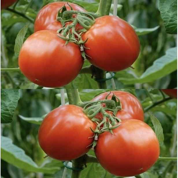 Culina Botanica Rajče Siberian
