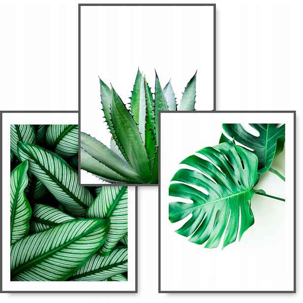 Monstera sada 3 obrazů B2 50x70 list plakát #58D
