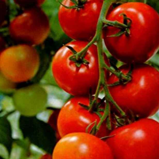 Culina Botanica Rajče tyčkové Sláva Porýní
