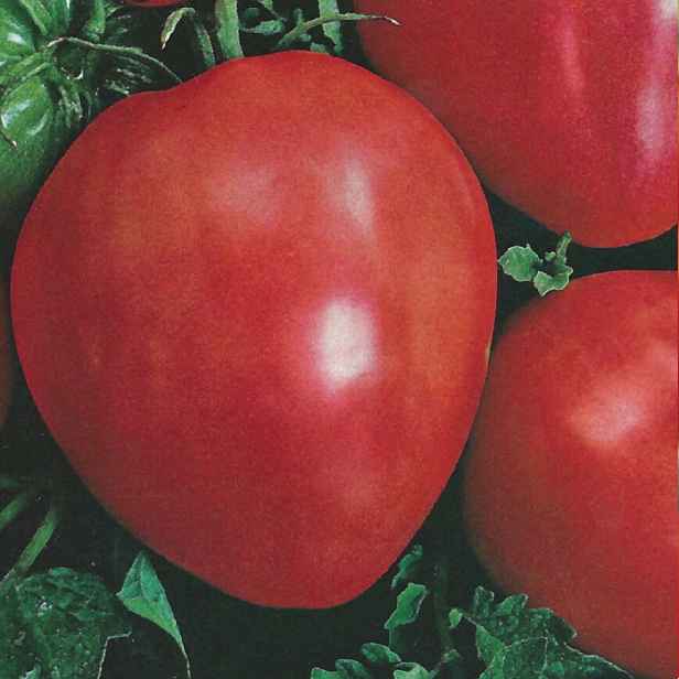 Culina Botanica Rajče Býčí Srdce