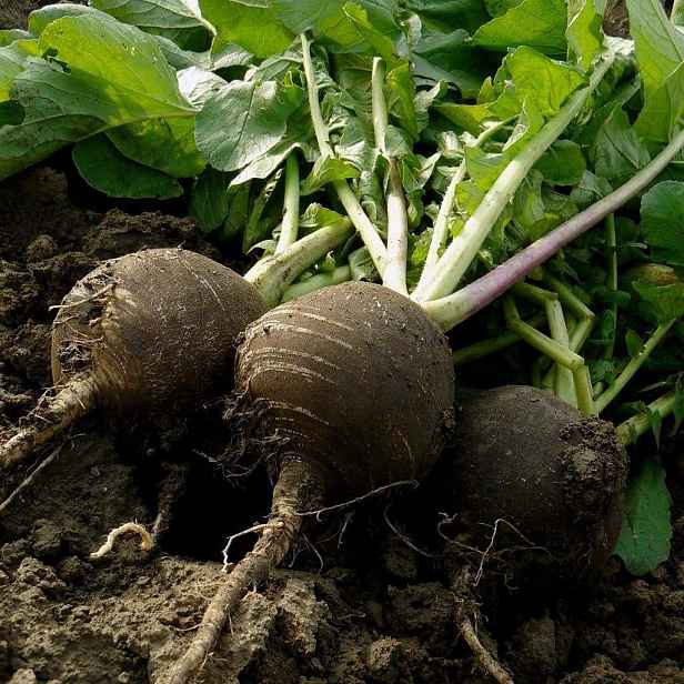 Culina Botanica Ředkev Kulatá černá