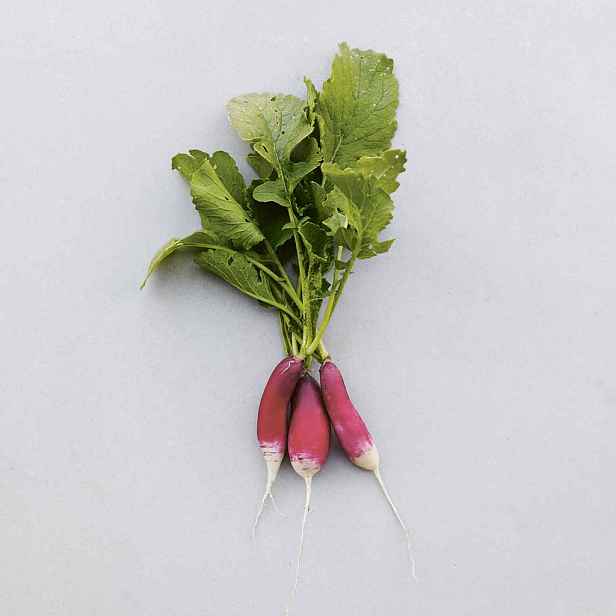 Culina Botanica Ředkvička Francouzská snídaňová