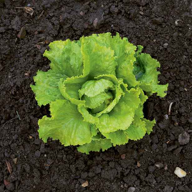 Culina Botanica Salát hlávkový ledový Blondýn z Paříže
