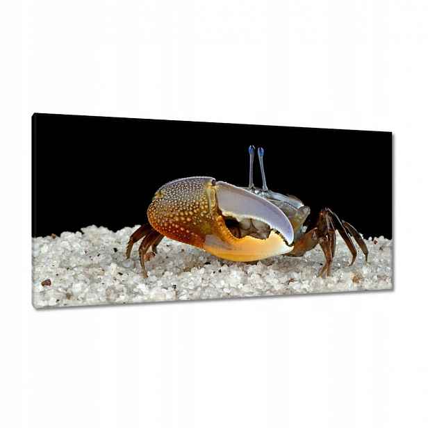 Obrazy 115x55 Žluté housle kraba