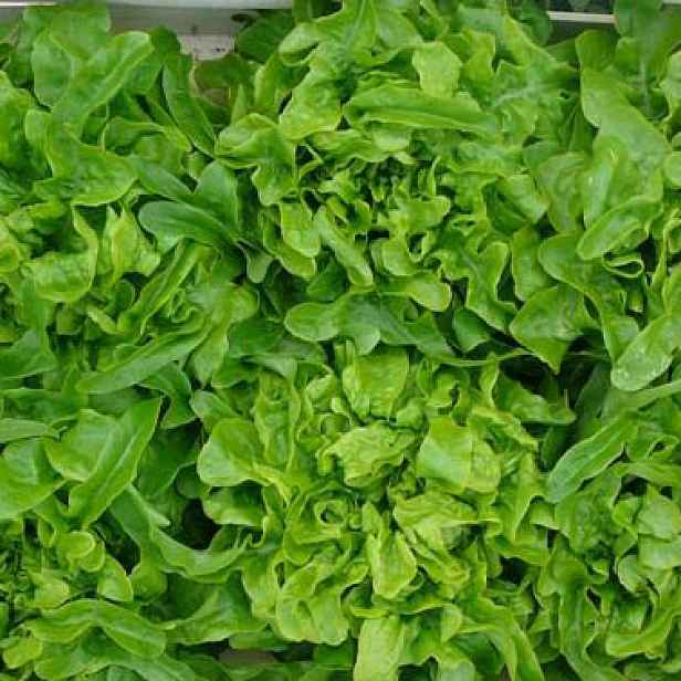 Culina Botanica Salát listový Dubáček