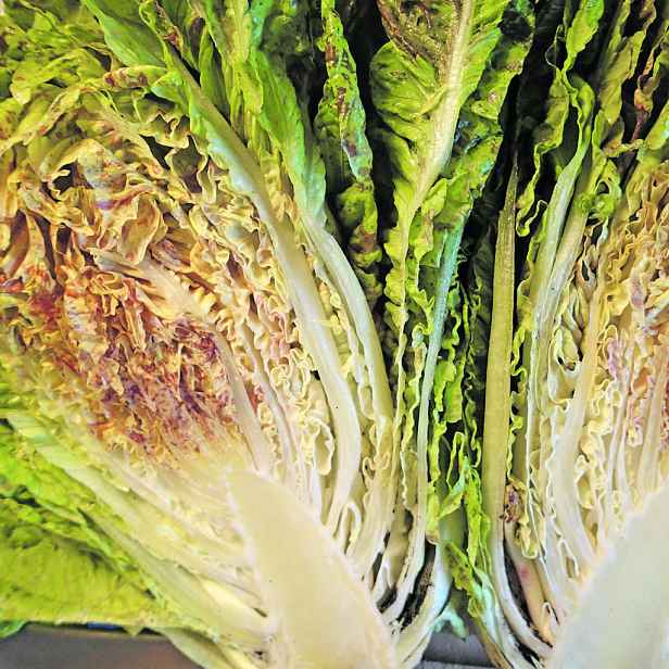 Culina Botanica Salát římský Kropenatý