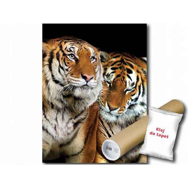 Fototapeta Tygři 12C Panxl 206x275 F21403