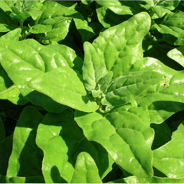 Culina Botanica Špenát Novozélandský
