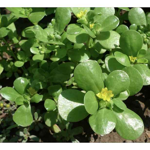 Culina Botanica Šrucha zelná - portulák