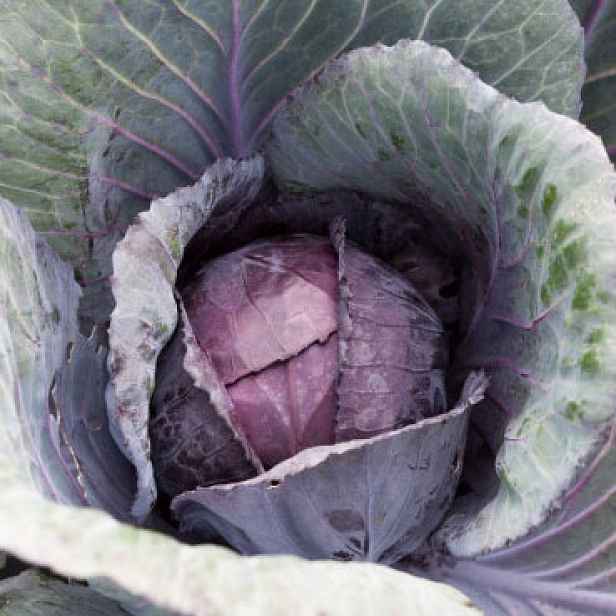 Culina Botanica Zelí pourovo červené