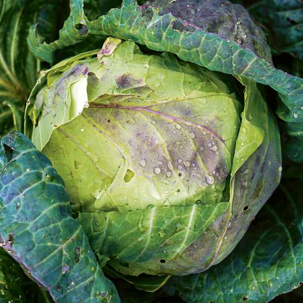 Culina Botanica Zelí Pourovo pozdní