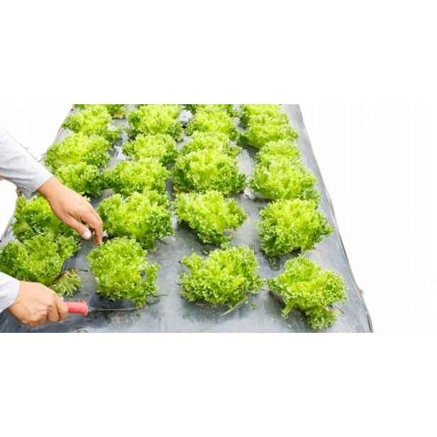 Agrotextilie s otvory pro Zeleninu 1,10x10 4 řady