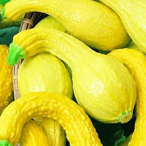 Culina Botanica Dýně okrasná Kačenky BIO