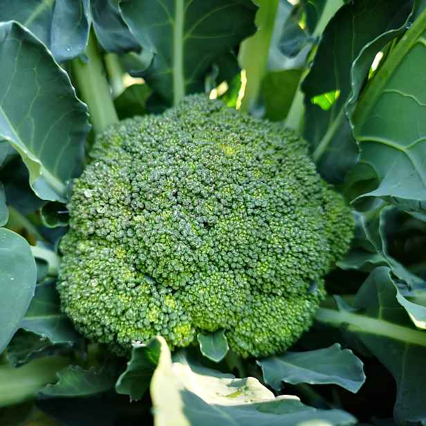 Culina Botanica Brokolice z Kalábrie