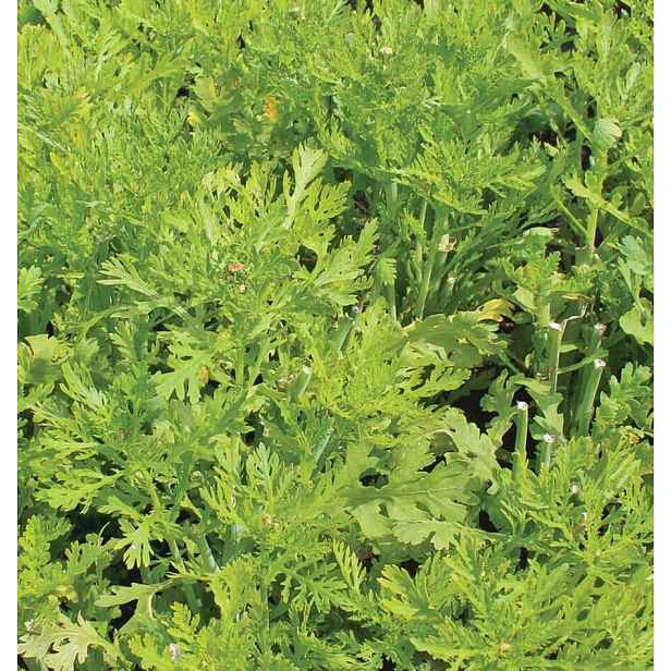 Culina Botanica Chryzantéma jedlá Maiko
