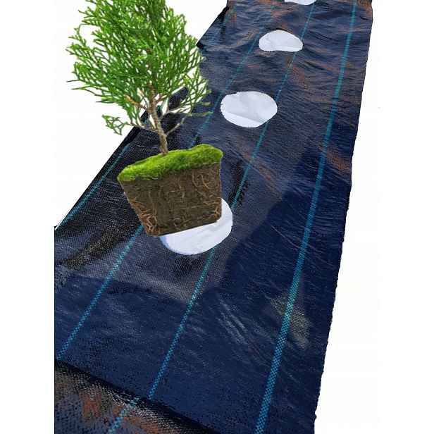 Agrotextilie pod Tuje Otvory každých 80 cm 0,6 x 100 m Fazole Rajče Borůvka Malina