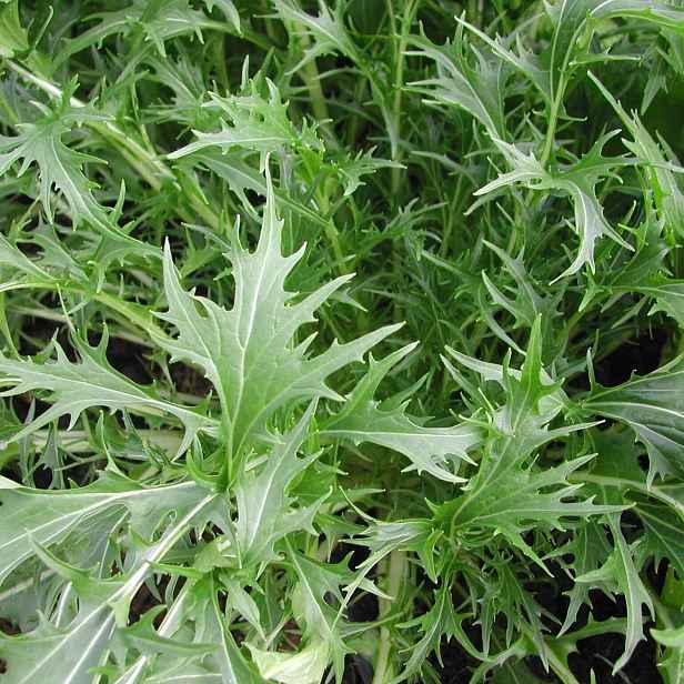Culina Botanica Mizuna