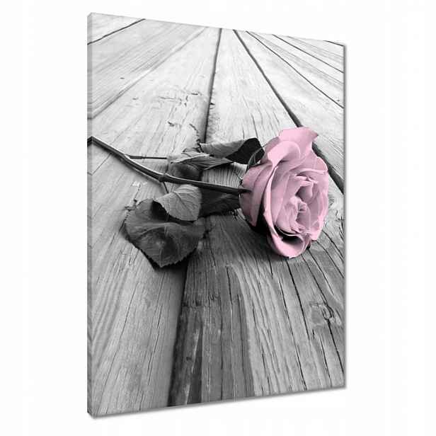 Obrazy 60x80 Pudrová růžová Old pink Rose