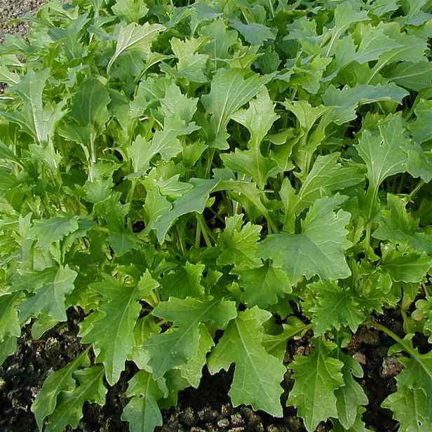 Culina Botanica Namenia