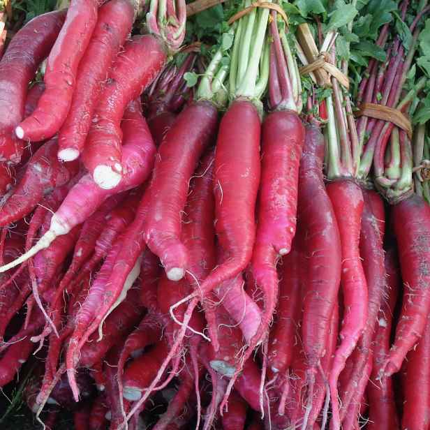 Culina Botanica Ředkvička čínská růžovka