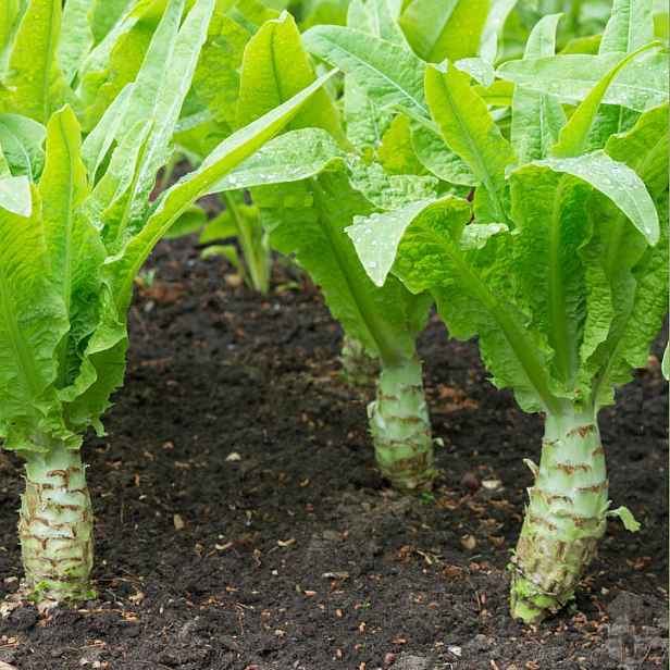 Culina Botanica Salát Celerová nožka