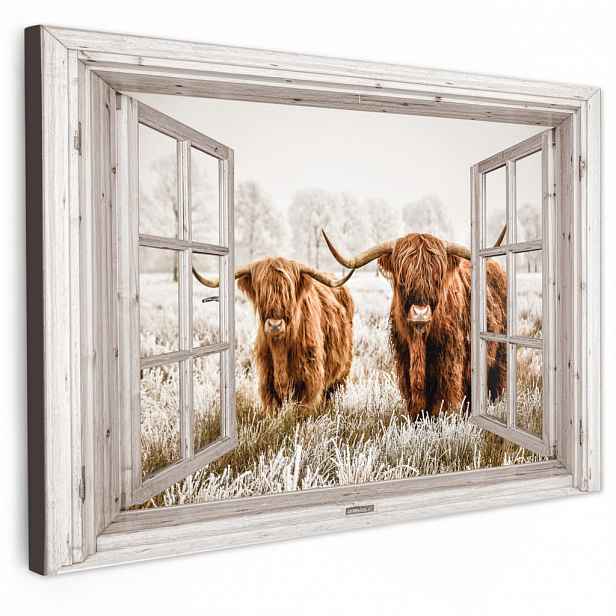 MuchoWow OBRAZ NA PLÁTNĚ Průhledné - Scottish highlander - Zvířata 60x40 cm