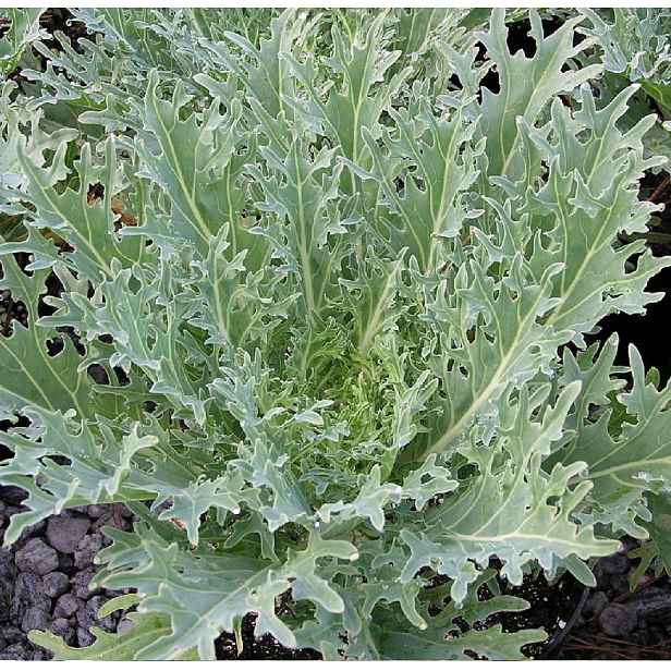 Culina Botanica Kadeřávek Ruský