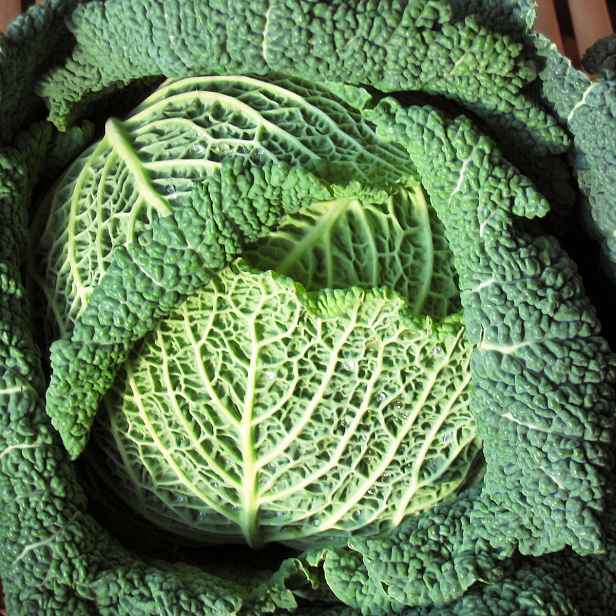 Culina Botanica Kapusta hlávková Langendijker