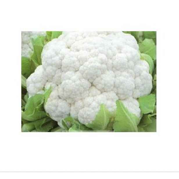 Culina Botanica Květák Erfurtský / Snowball