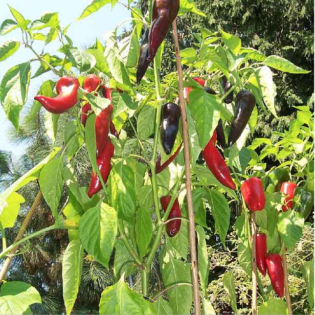 Culina Botanica Paprika Marconni Rosso