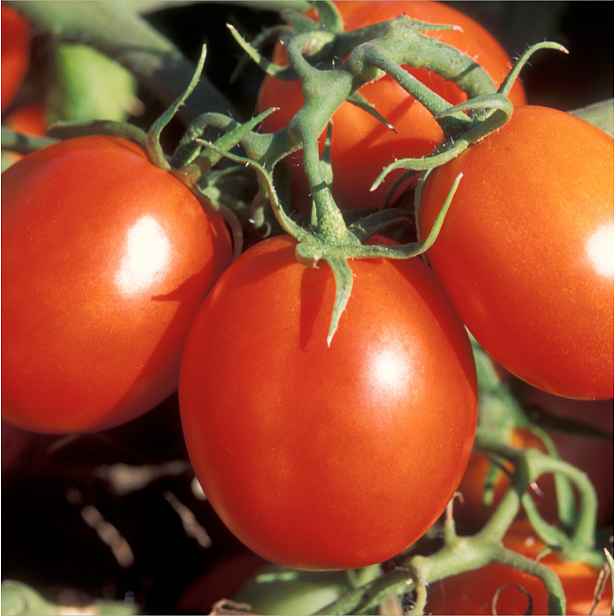 Culina Botanica Rajčata De Berao