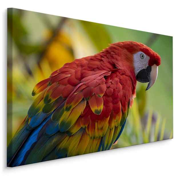 MyBestHome BOX Plátno Papoušek Ara Varianta: 90x60