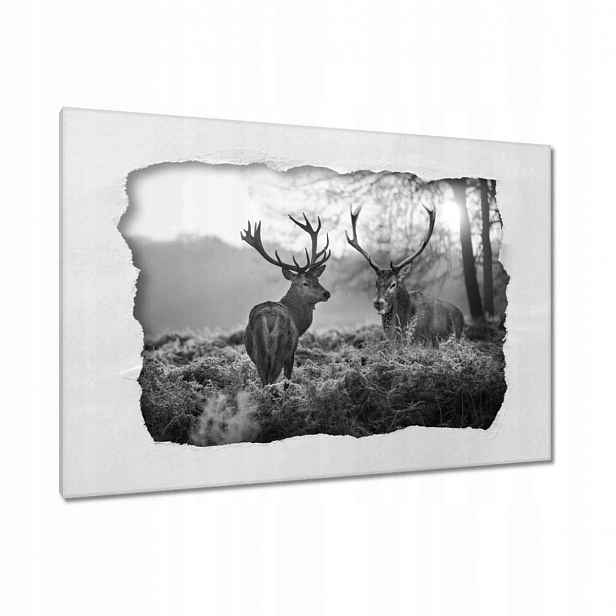 Obrazy 120x80 Černobílí jeleni