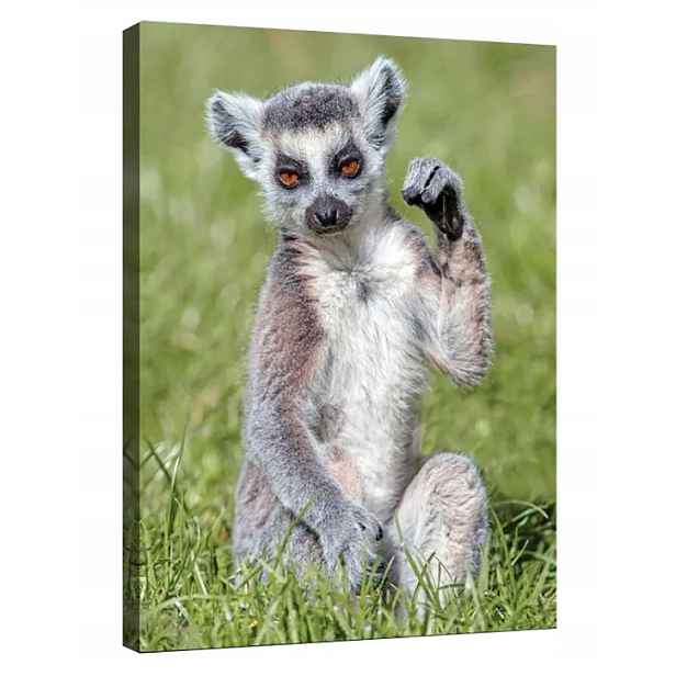 Obraz 75x100 Lemur zvíře příroda divoká příroda portrét oči kožešina